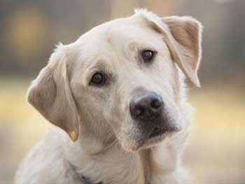 В Николаеве за ночь убили 100 собак и 50 щенков  фото