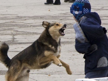 Зоозащитники не дают решить проблему бродячих собак фото