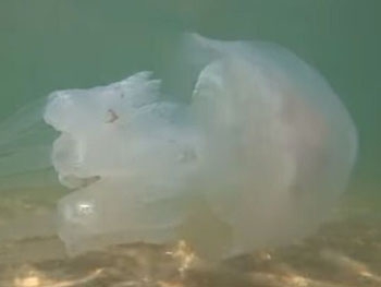 В Кирилловке выловили аномально большую ядовитую медузу  фото