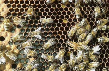 Украинец забавно показал, как бороться с сепаратизмом фото