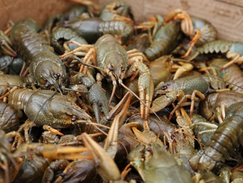 В Запорожской области вводится запрет на ловлю раков: с чем это связано фото