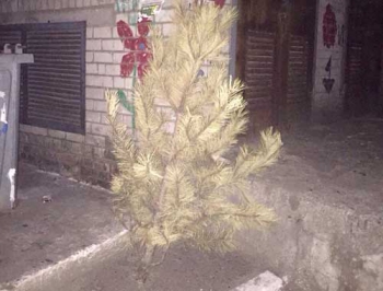 Запорожец лишь спустя 8 месяцев избавился от новогодней елки  фото