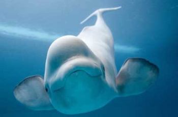 В британскую Темзу заплыл арктический кит (Видео) фото