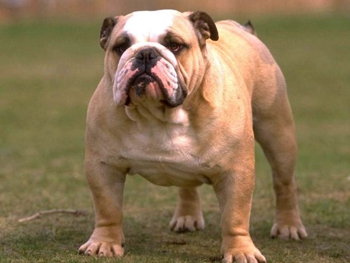 На хозяйку бульдогов составили админпротоколы фото