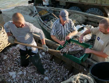 Азовское «золото» добывают кирилловские рыбаки фото