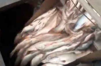 В России тоннами уничтожают дорогую красную рыбу (Видео) фото