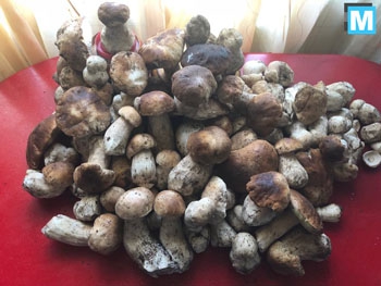 В Запорожской области небывалый урожай белых грибов фото