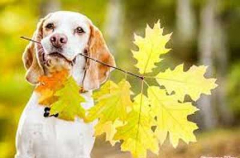 Прогноз погоды для Мелитополя фото