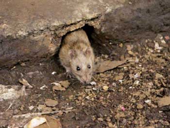 Крысы пожирают Большое яблоко: в Нью-Йорке нашествие грызунов фото