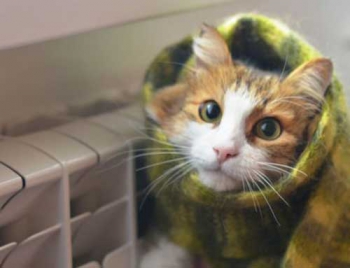 Когда в Мелитополе батареи потеплеют фото