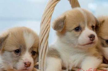 В Запорожье неизвестные выбросили пакет с щенками фото