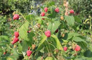 В Запорожье замечена аномалия с урожаем фото