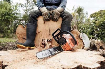 Черный лесоруб напилил акации на сотни тысяч и отделался условным сроком фото