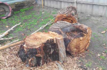 Мелитопольцы распилили тополя на дрова фото