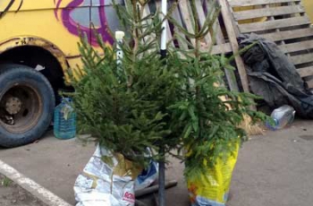 В Запорожской области уже продают новогодние елки  фото