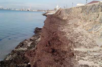 В Бердянске пляж превратился гниющее болото (Фото) фото