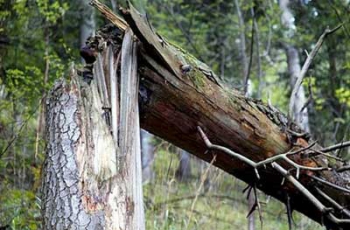 Шквальный ветер в Мелитополе свалил два дерева фото