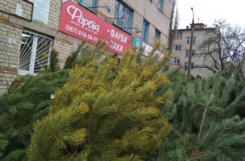 Здравствуй, елка, Новый год: почем в Мелитополе «лысые» и желтые сосны (ФОТО, ИСПРАВЛЕНО) фото