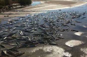 Кто должен ответить за мор рыбы в Молочном лимане: мнения сторон фото