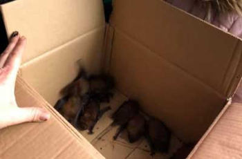 Тише, мыши: в Мелитополе ураган разбудил колонию рукокрылых  фото