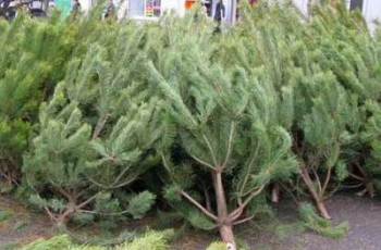 Мелитопольские елки-семилетки стали лучше покупать фото