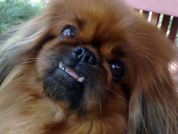 В Мелитополе пекинеса растерзали собаки – малыш нуждается в помощи  фото