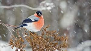 Прогноз погоды в Мелитополе фото