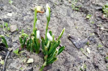 Весна пришла - в Мелитополе расцвели первые подснежники  фото