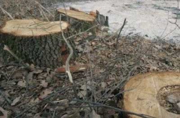 В Запорожской области суд вынес приговор лесорубу фото