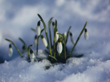 Синоптик назвала дату, когда в Украину придет настоящая весна фото