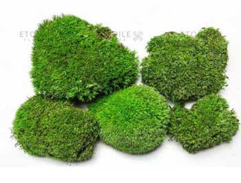 Озеленение частного дома фото