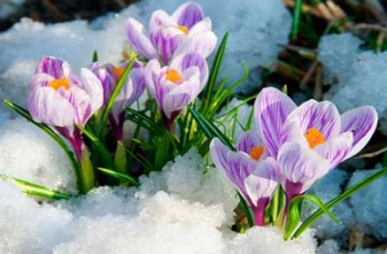 Синоптики рассказали, какой будет погода на 8 Марта фото