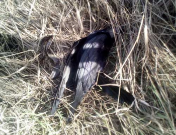 В Кирилловке - вторая волна массовой гибели птиц и животных (ФОТО, ВИДЕО) фото