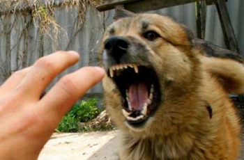 Пострадавший от зубов собаки пенсионер проходит лечение фото