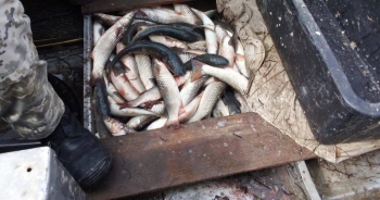 В Запорожской области браконьер наловил рыбы на десятки тысяч фото