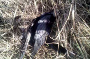 Так почему же погибли птицы возле Кирилловки фото