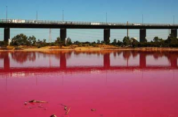 В парке Мельбурна озеро внезапно стало насыщенно-розовым (ФОТО. ВИДЕО) фото