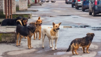 В Бердянске «оцифруют» бродячих и домашних собак фото
