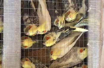 Украинец пытался перенести в Беларусь 150 попугаев фото