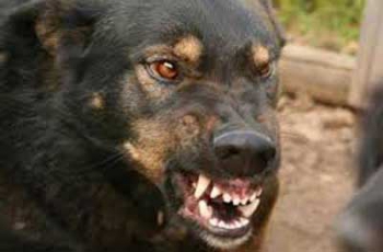 Из-за бешенства в Бердянске объявлен карантин фото