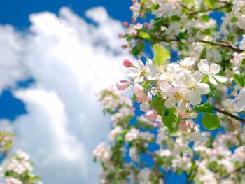 Прогноз погоды в Мелитополе на 23 апреля фото