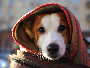 В Украине будет еще три волны похолодания: синоптик назвал даты фото