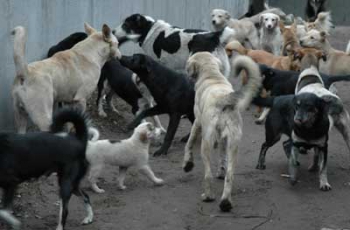 В Мелитополе массово травят собак? (ОБНОВЛЕНО) фото