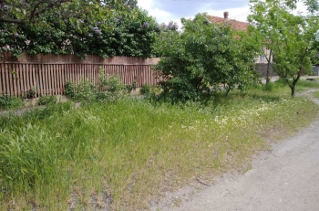 Мелитопольцев накажут за нескошенные сорняки фото