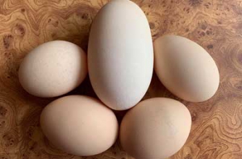 В Мелитополе курица снесла яйцо весом более ста граммов  фото