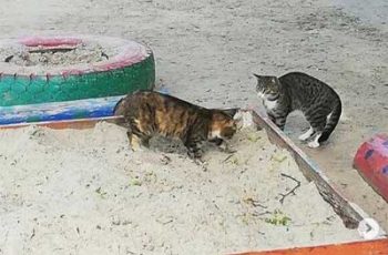 В Мелитополе коты перепутали песочницу с лотком фото