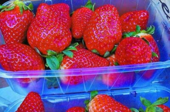 Мелитопольскую клубнику экспортировали в Беларусь фото