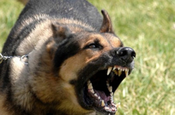 Мелитопольцы ищут очевидцев нападения собаки на ребенка фото