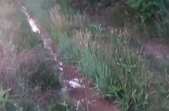 Под Мелитополем течет ручей с акимовской водой  фото