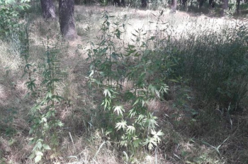 В городском парке растет конопля  фото